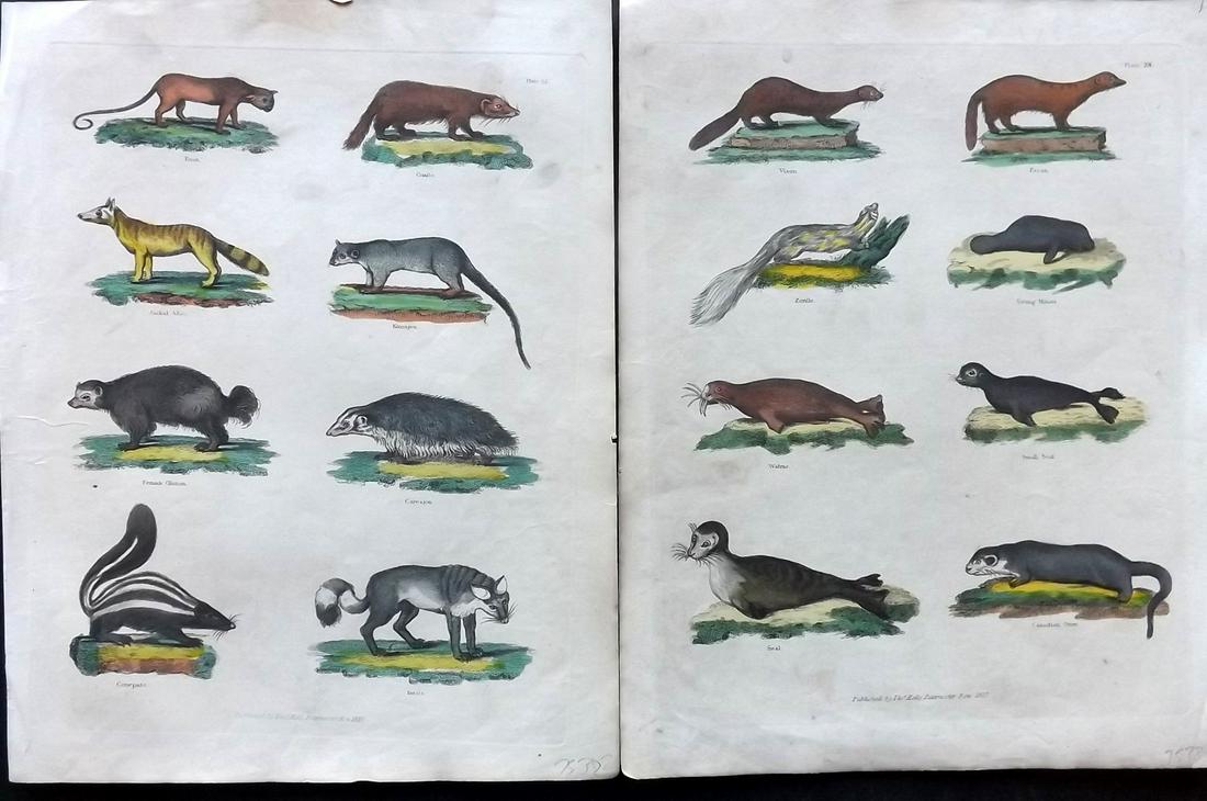 Buffon & Smellie 1840 Pair of HC Natural History Prints: Hand Colored Copper Plate Published 1840 by Thomas Kelly, London for "A Natural History, General and Particular..." by The Comte de Buffon and William Smellie. Fine hand colour as issued. Paper Size: 