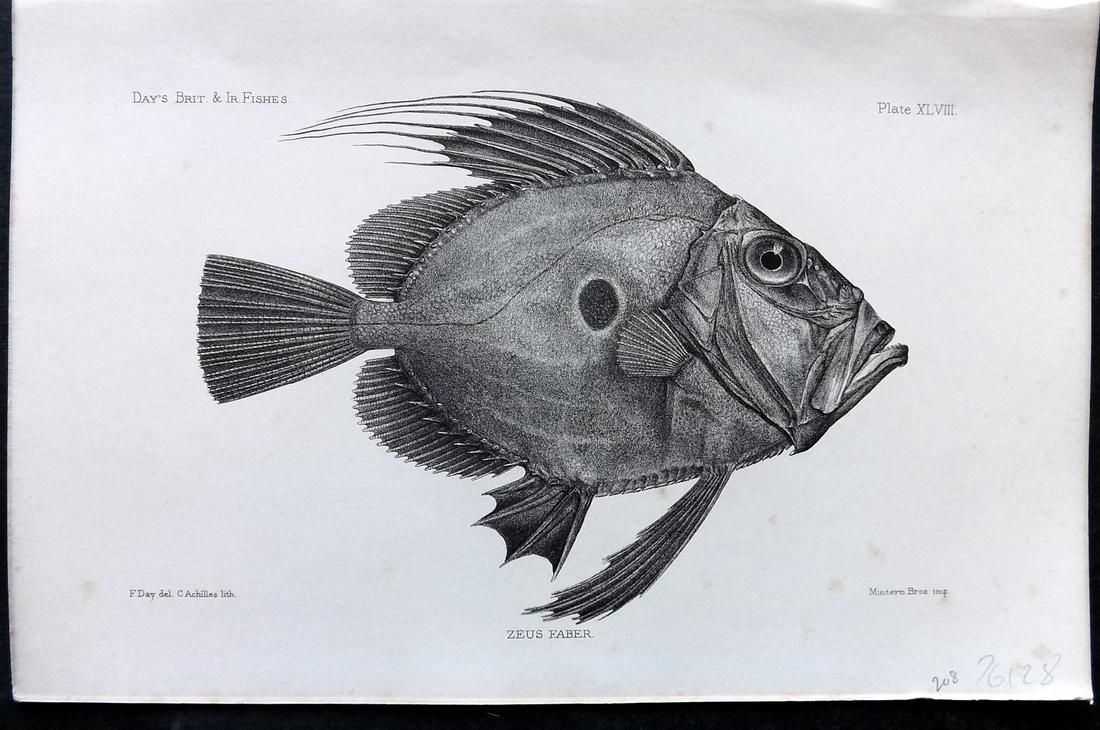 Day, Francis 1884 Antique Fish Print. John Dory: Lithographs Published 1880-84, London for "The Fishes of Great Britain and Ireland" by Francis Day. Paper Size: 10 x 7 inch (26 x 18cm) Very minor background toning. Good Condition