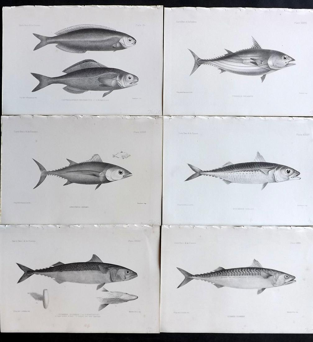 Day, Francis 1884 Lot of 6 Antique Fish Prints: Lithographs Published 1880-84, London for "The Fishes of Great Britain and Ireland" by Francis Day. Paper Size: 10 x 7 inch (26 x 18cm) Good Condition