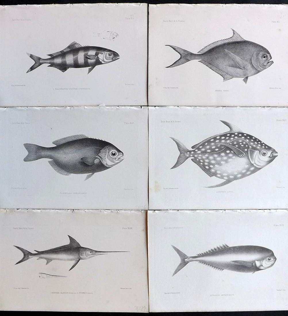 Day, Francis 1884 Lot of 6 Antique Fish Prints: Lithographs Published 1880-84, London for "The Fishes of Great Britain and Ireland" by Francis Day. Paper Size: 10 x 7 inch (26 x 18cm) Good Condition