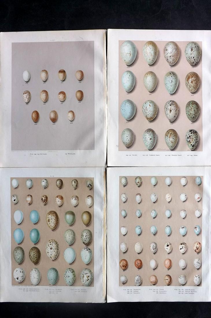 Butler & Frohawk 1908 Lot of 4 Bird Egg Prints: Chromolithographs Published 1907-08, London for "Birds of Great Britain and Ireland..." by Arthur G. Butler. Illustrated by H. Gronvold & F. W. Frohawk. Paper Size: 11.5 x 9 inch (29 x 23cm) Good Cond