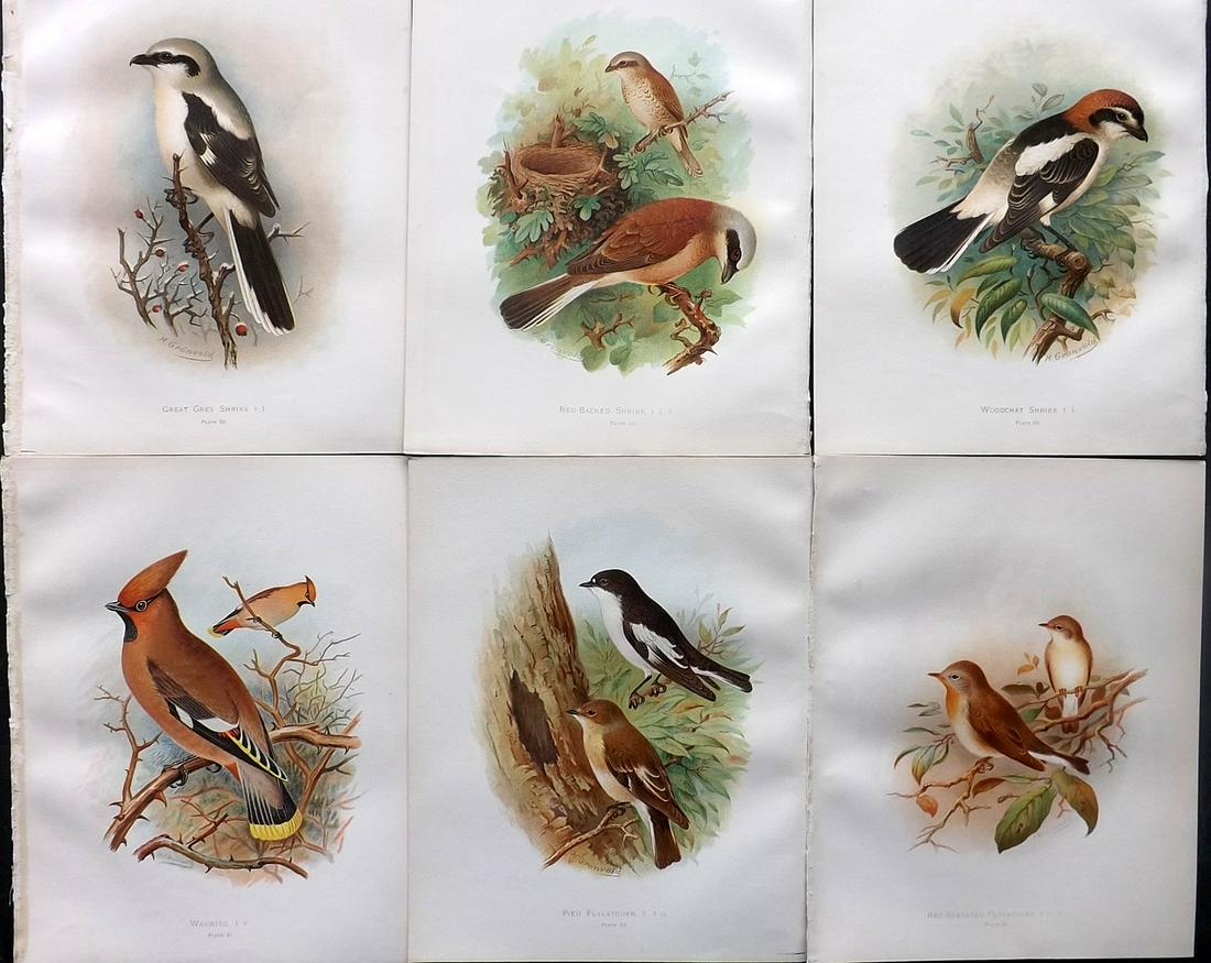 Butler, Frohawk & Gronvold 1908 Lot of 6 Bird Prints: Chromolithographs Published 1907-08, London for "Birds of Great Britain and Ireland..." by Arthur G. Butler. Illustrated by H. Gronvold & F. W. Frohawk. Paper Size: 11.5 x 9 inch (29 x 23cm) Good Cond
