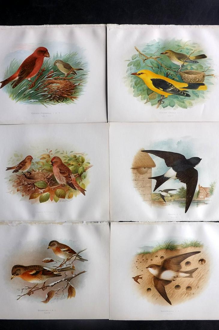 Butler, Frohawk & Gronvold 1908 Lot of 6 Bird Prints: Chromolithographs Published 1907-08, London for "Birds of Great Britain and Ireland..." by Arthur G. Butler. Illustrated by H. Gronvold & F. W. Frohawk. Paper Size: 11.5 x 9 inch (29 x 23cm) Good Cond