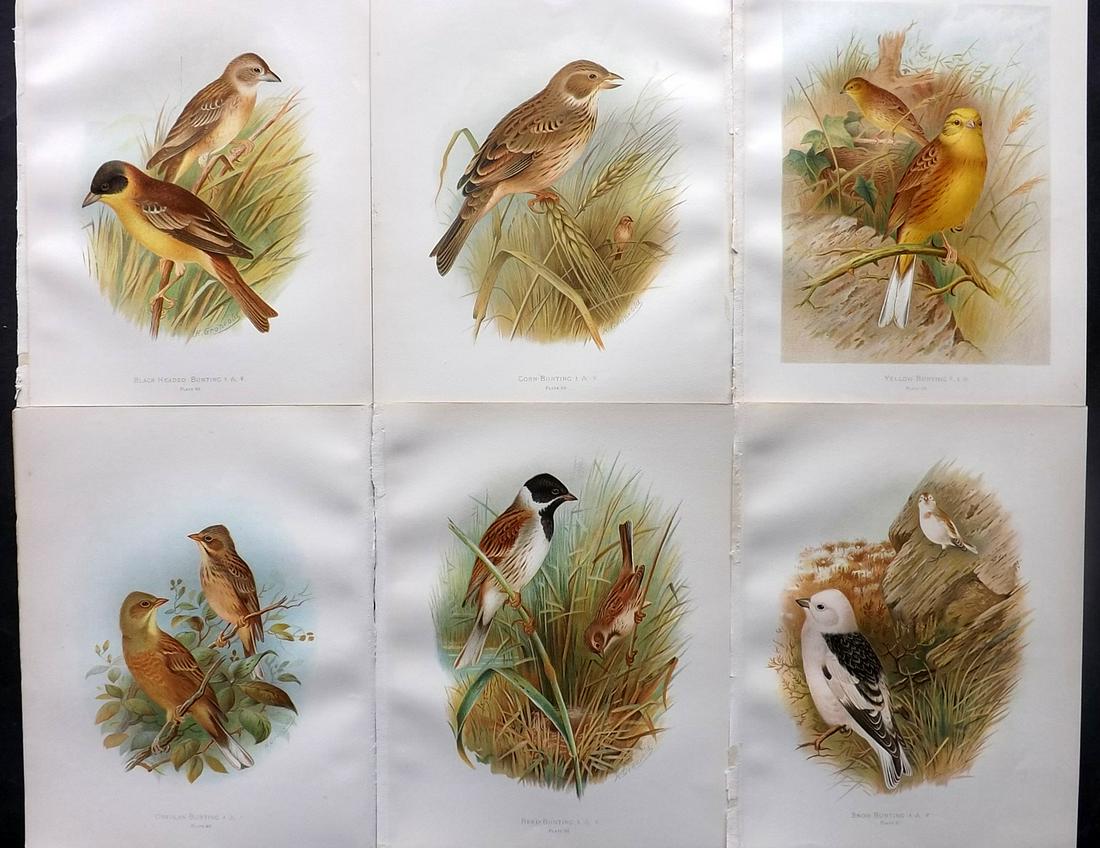 Butler, Frohawk & Gronvold 1908 Lot of 6 Bird Prints: Chromolithographs Published 1907-08, London for "Birds of Great Britain and Ireland..." by Arthur G. Butler. Illustrated by H. Gronvold & F. W. Frohawk. Paper Size: 11.5 x 9 inch (29 x 23cm) Good Cond