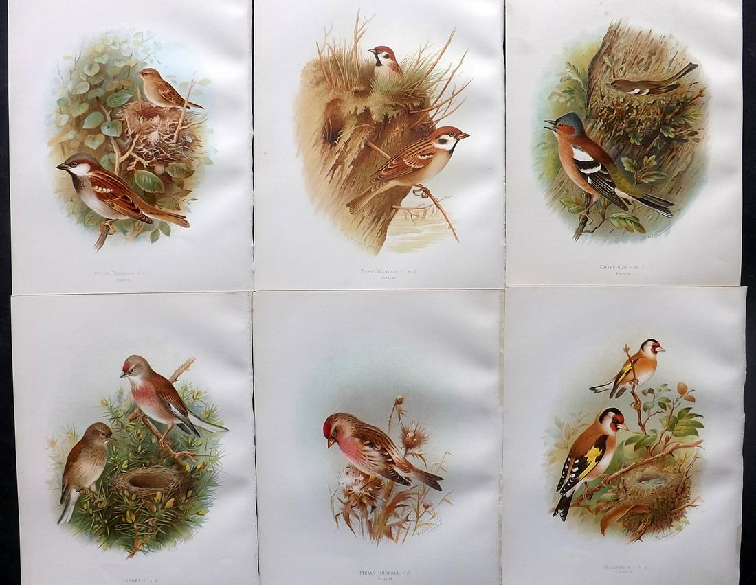 Butler, Frohawk & Gronvold 1908 Lot of 6 Bird Prints: Chromolithographs Published 1907-08, London for "Birds of Great Britain and Ireland..." by Arthur G. Butler. Illustrated by H. Gronvold & F. W. Frohawk. Paper Size: 11.5 x 9 inch (29 x 23cm) Good Cond