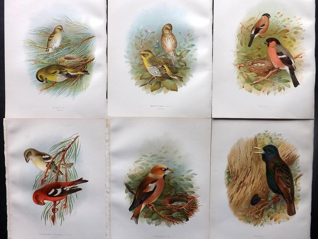Butler, Frohawk & Gronvold 1908 Lot of 6 Bird Prints: Chromolithographs Published 1907-08, London for "Birds of Great Britain and Ireland..." by Arthur G. Butler. Illustrated by H. Gronvold & F. W. Frohawk. Paper Size: 11.5 x 9 inch (29 x 23cm) Good Cond