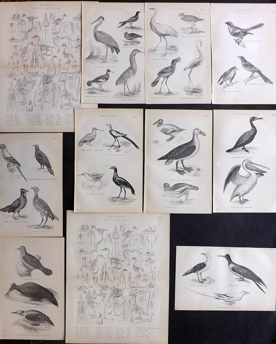 National Encyclopedia 1891 Lot of 11 Bird Prints (1 of 2)
