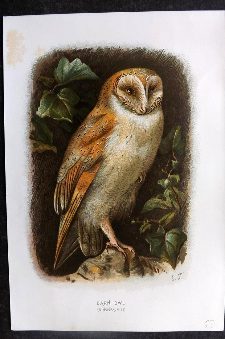 Swaysland, Walter 1883 Bird Print. Barn Owl (1 of 2)