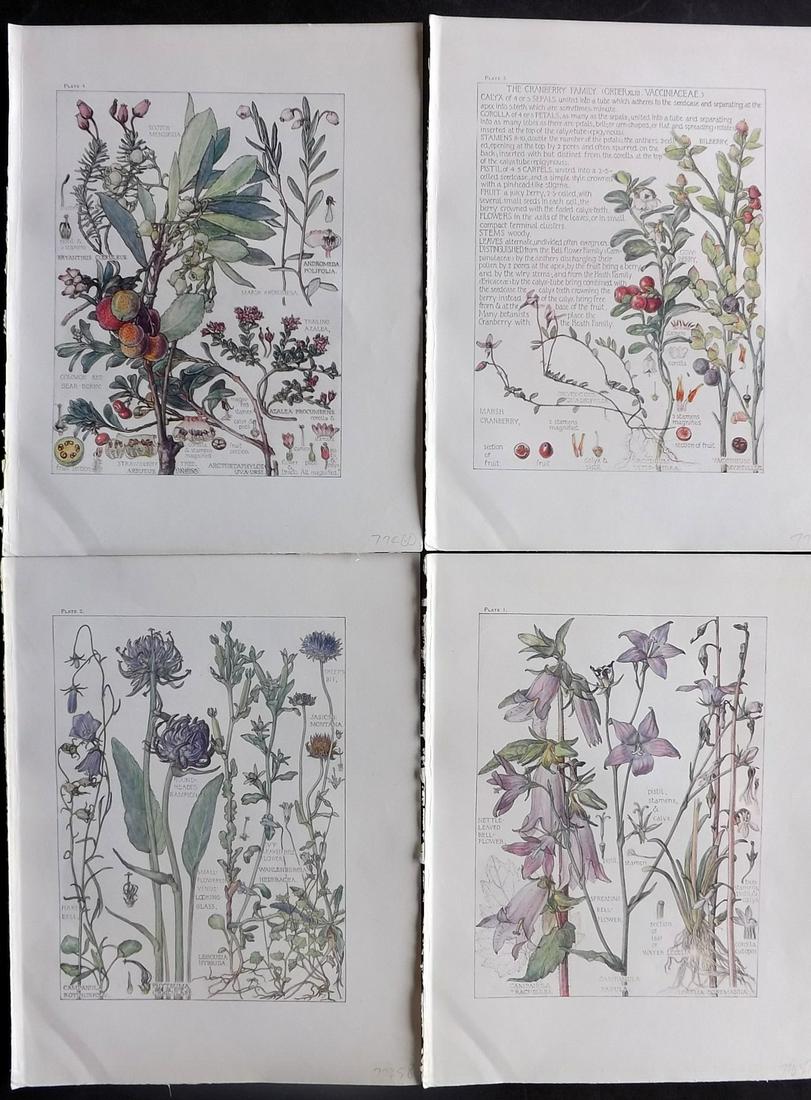 Adams, Isabel 1907 Lot of 4 Antique Botanical Prints: Offset Lithographs Published 1907-10, London for "Wild Flowers of British Isles" by Harriet Isabel Adams. Scarce. Paper Size: 11 x 8.5 inch (28 x 22cm) Good Condition