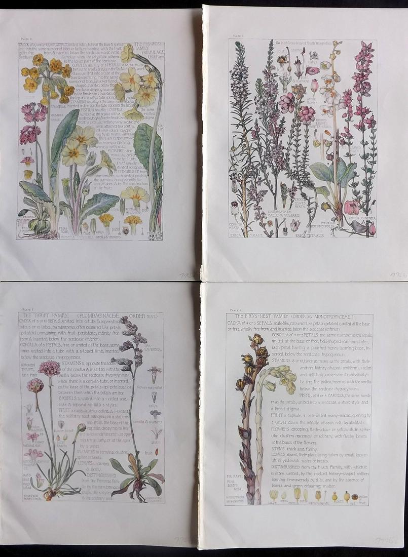 Adams, Isabel 1907 Lot of 4 Antique Botanical Prints: Offset Lithographs Published 1907-10, London for "Wild Flowers of British Isles" by Harriet Isabel Adams. Scarce. Paper Size: 11 x 8.5 inch (28 x 22cm) Good Condition