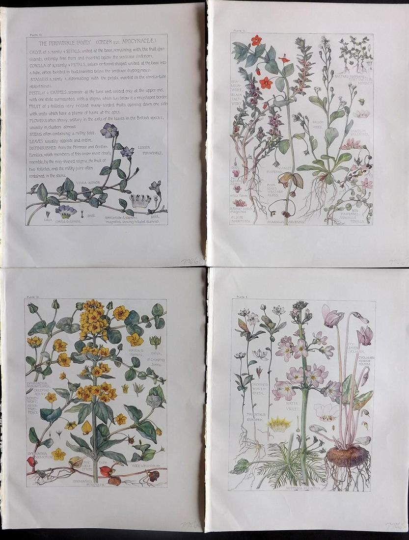 Adams, Isabel 1907 Lot of 4 Antique Botanical Prints (1 of 2)