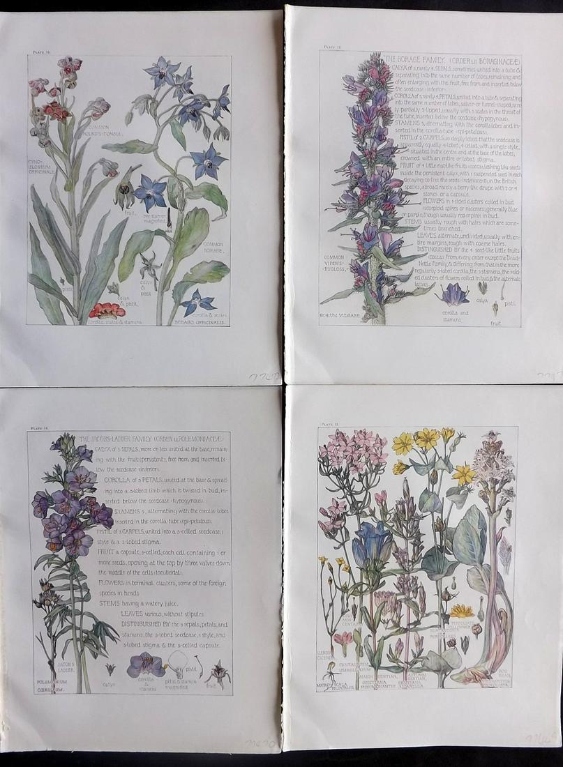 Adams, Isabel 1907 Lot of 4 Antique Botanical Prints: Offset Lithographs Published 1907-10, London for "Wild Flowers of British Isles" by Harriet Isabel Adams. Scarce. Paper Size: 11 x 8.5 inch (28 x 22cm) Good Condition