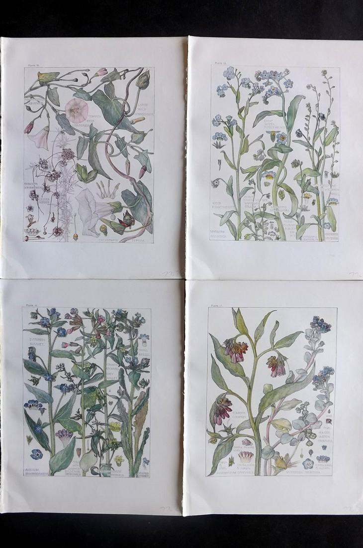 Adams, Isabel 1907 Lot of 4 Antique Botanical Prints: Offset Lithographs Published 1907-10, London for "Wild Flowers of British Isles" by Harriet Isabel Adams. Scarce. Paper Size: 11 x 8.5 inch (28 x 22cm) Good Condition