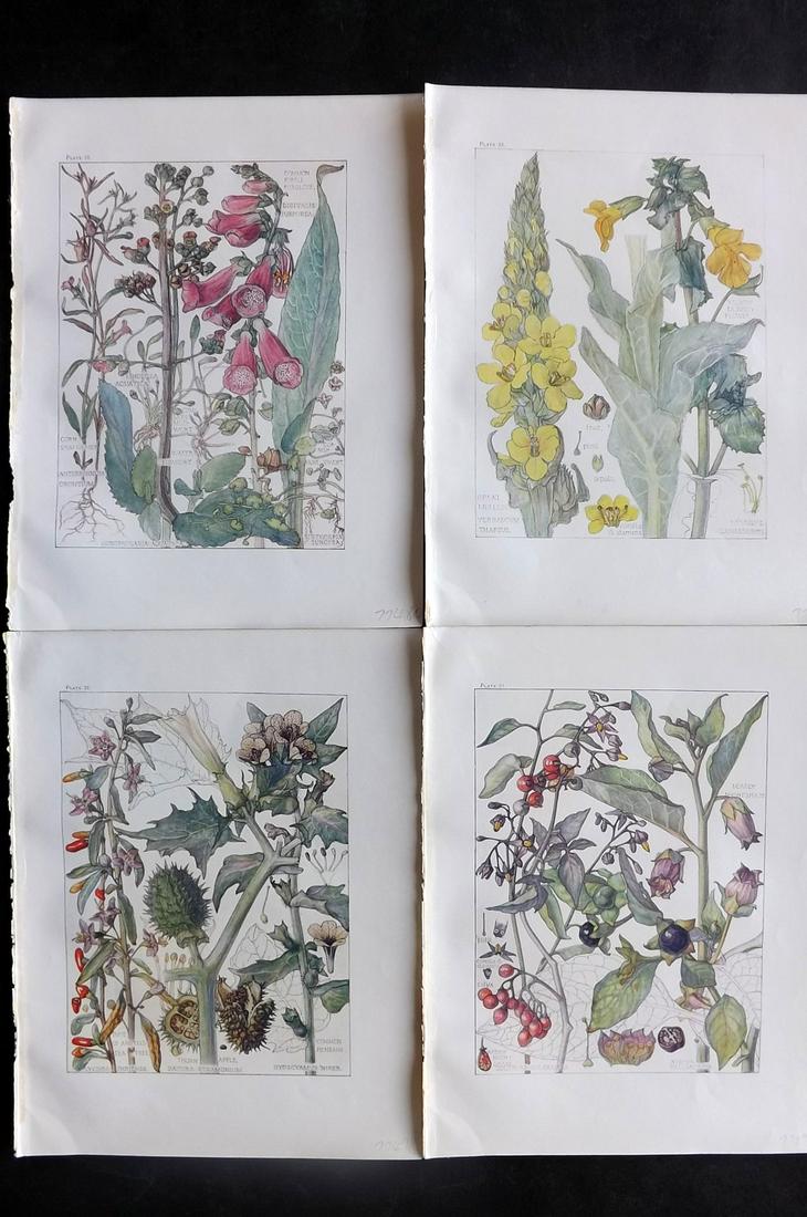 Adams, Isabel 1907 Lot of 4 Antique Botanical Prints: Offset Lithographs Published 1907-10, London for "Wild Flowers of British Isles" by Harriet Isabel Adams. Scarce. Paper Size: 11 x 8.5 inch (28 x 22cm) Good Condition