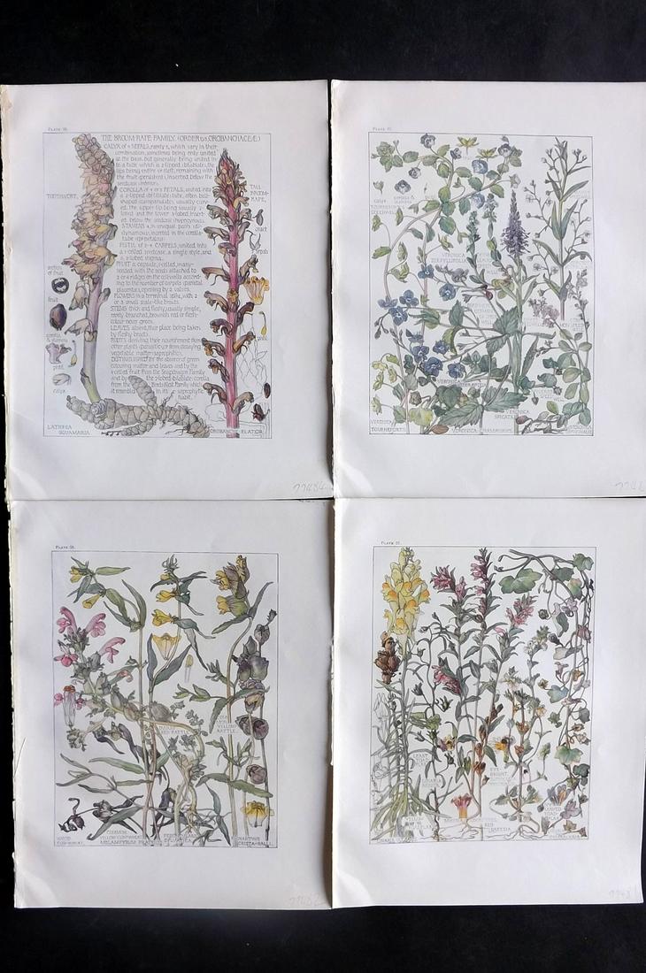 Adams, Isabel 1907 Lot of 4 Antique Botanical Prints: Offset Lithographs Published 1907-10, London for "Wild Flowers of British Isles" by Harriet Isabel Adams. Scarce. Paper Size: 11 x 8.5 inch (28 x 22cm) Good Condition
