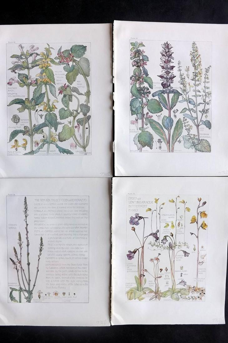 Adams, Isabel 1907 Lot of 4 Antique Botanical Prints: Offset Lithographs Published 1907-10, London for "Wild Flowers of British Isles" by Harriet Isabel Adams. Scarce. Paper Size: 11 x 8.5 inch (28 x 22cm) Good Condition