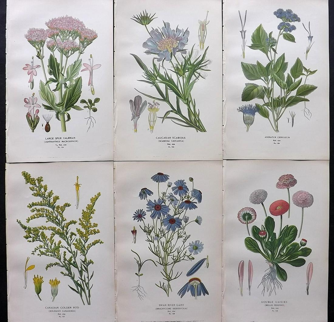 Step, Edward 1897 Lot of 6 Antique Botanical Prints: Chromolithographs Published 1896-97 by Frederick Warne & Co., London for "Favourite Flowers of Garden and Greenhouse" by Edward Step and William Watson. Paper Size: 9.5 x 6 inch (24 x 15cm) Good Condi