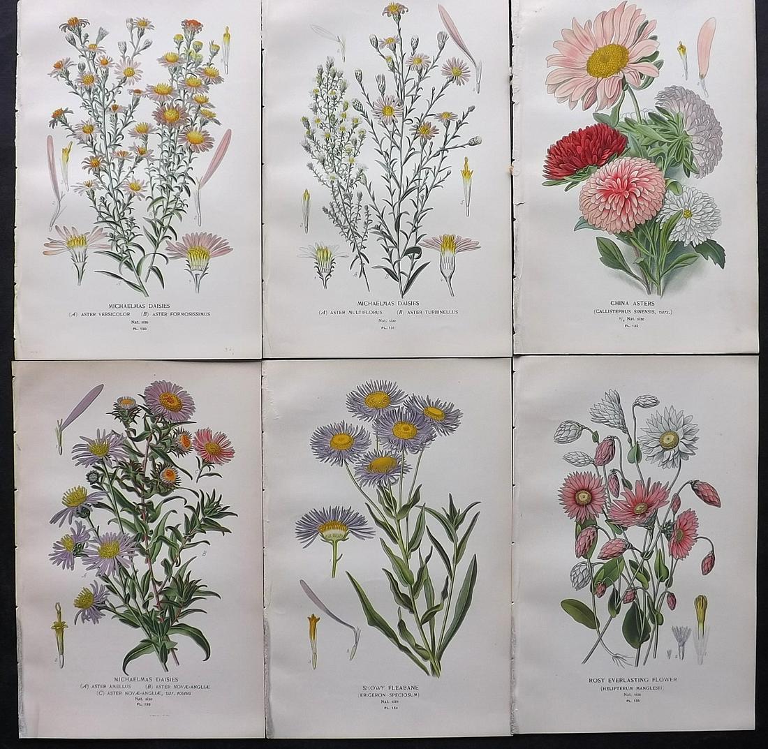 Step, Edward 1897 Lot of 6 Antique Botanical Prints: Chromolithographs Published 1896-97 by Frederick Warne & Co., London for "Favourite Flowers of Garden and Greenhouse" by Edward Step and William Watson. Paper Size: 9.5 x 6 inch (24 x 15cm) Good Condi