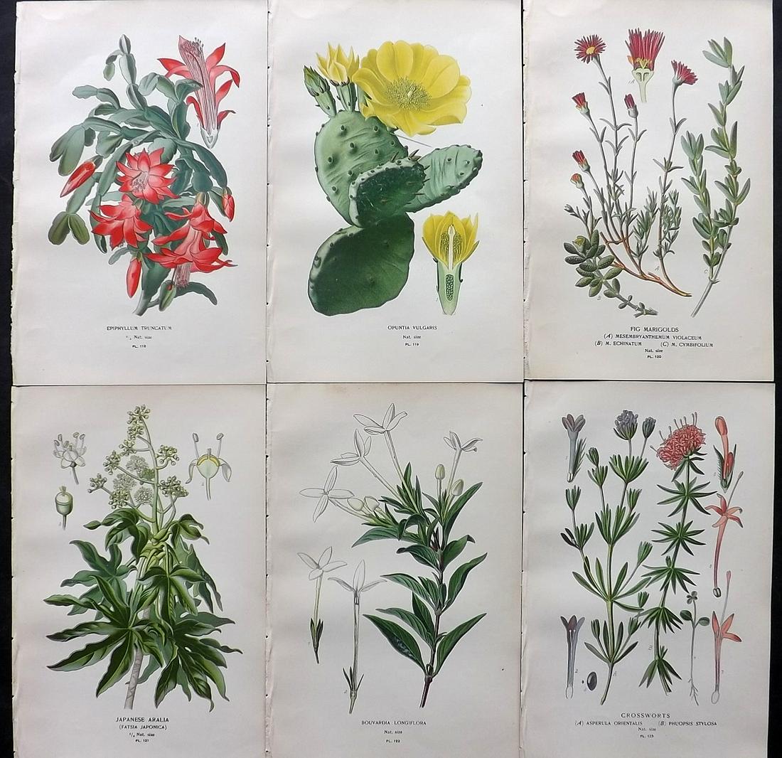 Step, Edward 1897 Lot of 6 Antique Botanical Prints: Chromolithographs Published 1896-97 by Frederick Warne & Co., London for "Favourite Flowers of Garden and Greenhouse" by Edward Step and William Watson. Paper Size: 9.5 x 6 inch (24 x 15cm) Good Condi