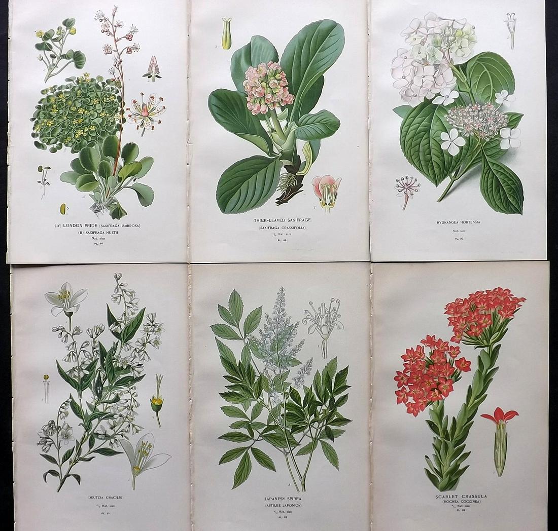 Step, Edward 1897 Lot of 6 Antique Botanical Prints: Chromolithographs Published 1896-97 by Frederick Warne & Co., London for "Favourite Flowers of Garden and Greenhouse" by Edward Step and William Watson. Paper Size: 9.5 x 6 inch (24 x 15cm) Good Condi
