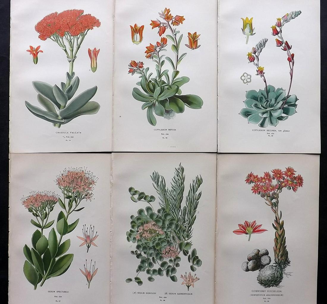 Step, Edward 1897 Lot of 6 Antique Botanical Prints: Chromolithographs Published 1896-97 by Frederick Warne & Co., London for "Favourite Flowers of Garden and Greenhouse" by Edward Step and William Watson. Paper Size: 9.5 x 6 inch (24 x 15cm) Good Condi