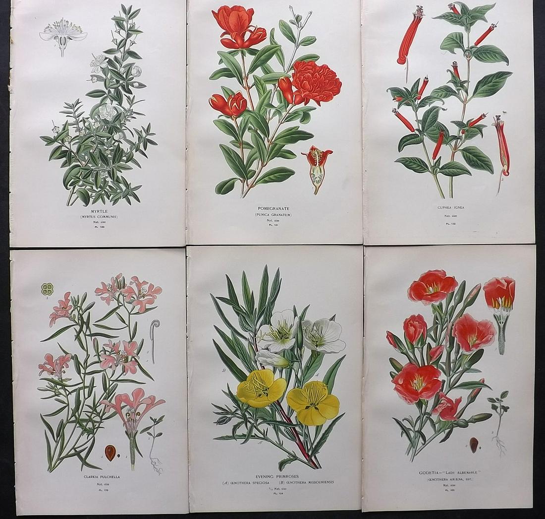 Step, Edward 1897 Lot of 6 Antique Botanical Prints: Chromolithographs Published 1896-97 by Frederick Warne & Co., London for "Favourite Flowers of Garden and Greenhouse" by Edward Step and William Watson. Paper Size: 9.5 x 6 inch (24 x 15cm) Good Condi