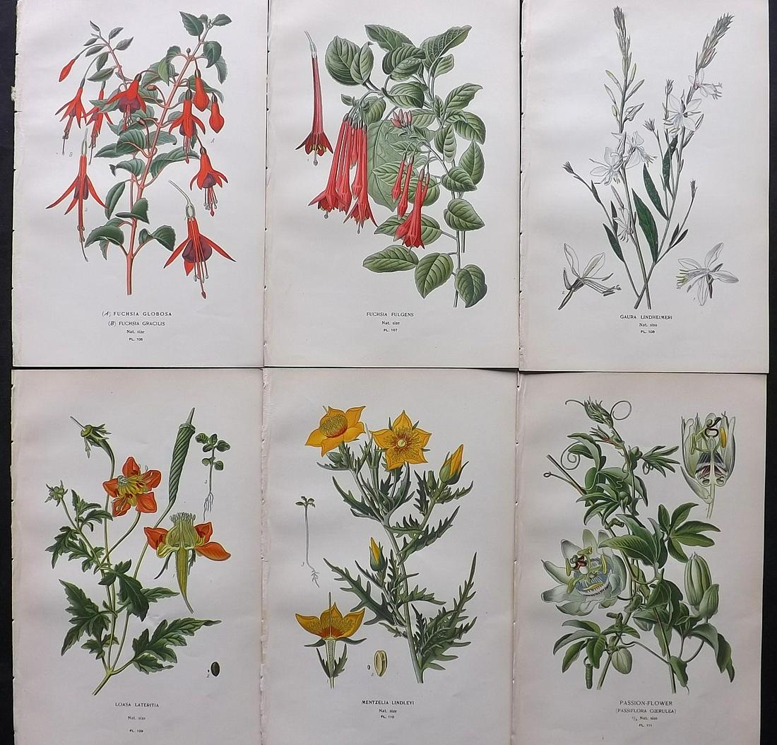 Step, Edward 1897 Lot of 6 Antique Botanical Prints: Chromolithographs Published 1896-97 by Frederick Warne & Co., London for "Favourite Flowers of Garden and Greenhouse" by Edward Step and William Watson. Paper Size: 9.5 x 6 inch (24 x 15cm) Good Condi