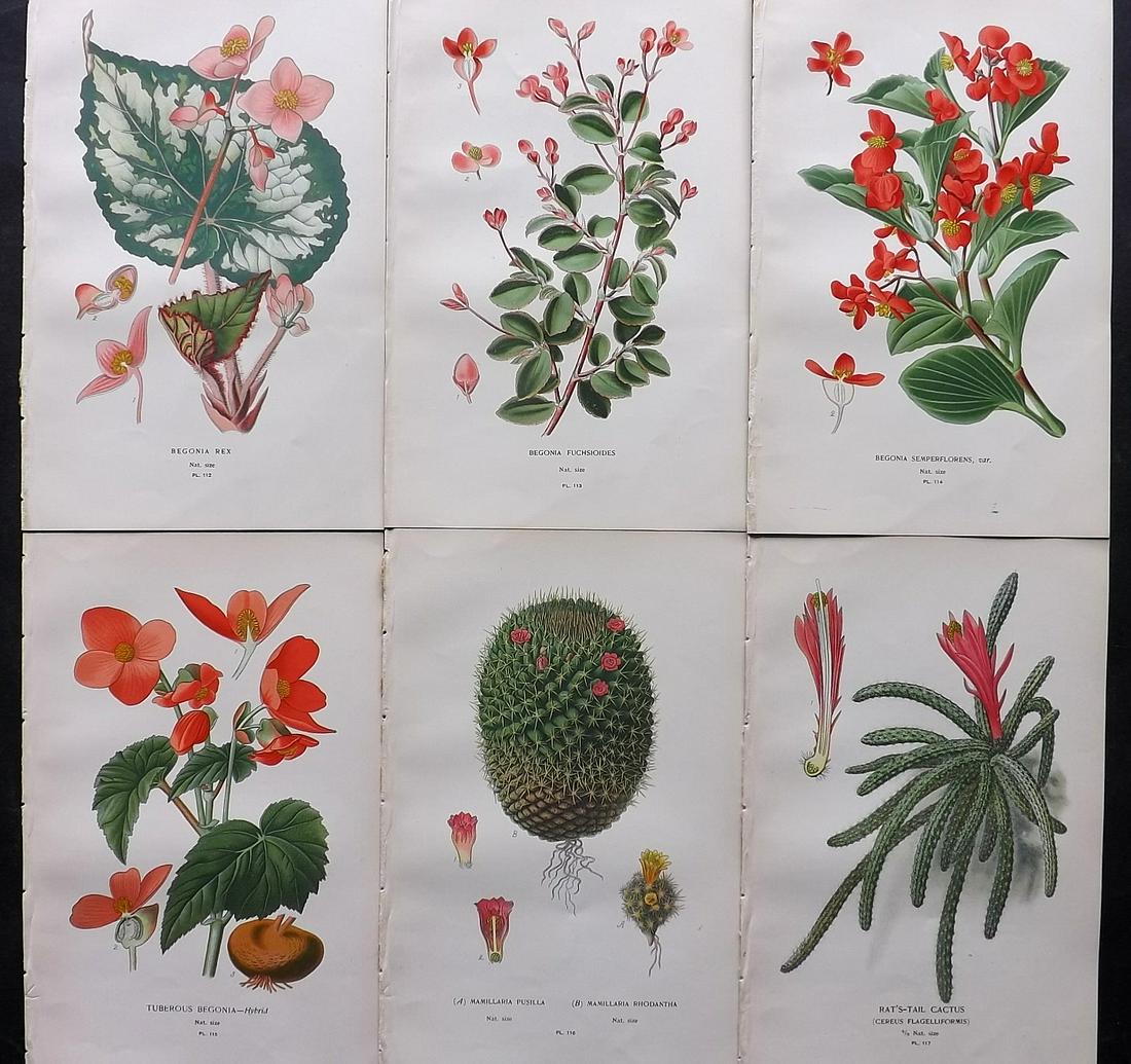 Step, Edward 1897 Lot of 6 Antique Botanical Prints: Chromolithographs Published 1896-97 by Frederick Warne & Co., London for "Favourite Flowers of Garden and Greenhouse" by Edward Step and William Watson. Paper Size: 9.5 x 6 inch (24 x 15cm) Good Condi