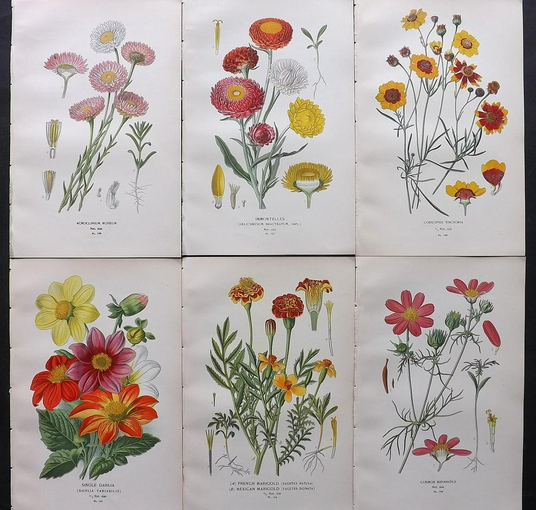 Step, Edward 1897 Lot of 6 Antique Botanical Prints: Chromolithographs Published 1896-97 by Frederick Warne & Co., London for "Favourite Flowers of Garden and Greenhouse" by Edward Step and William Watson. Paper Size: 9.5 x 6 inch (24 x 15cm) Good Condi