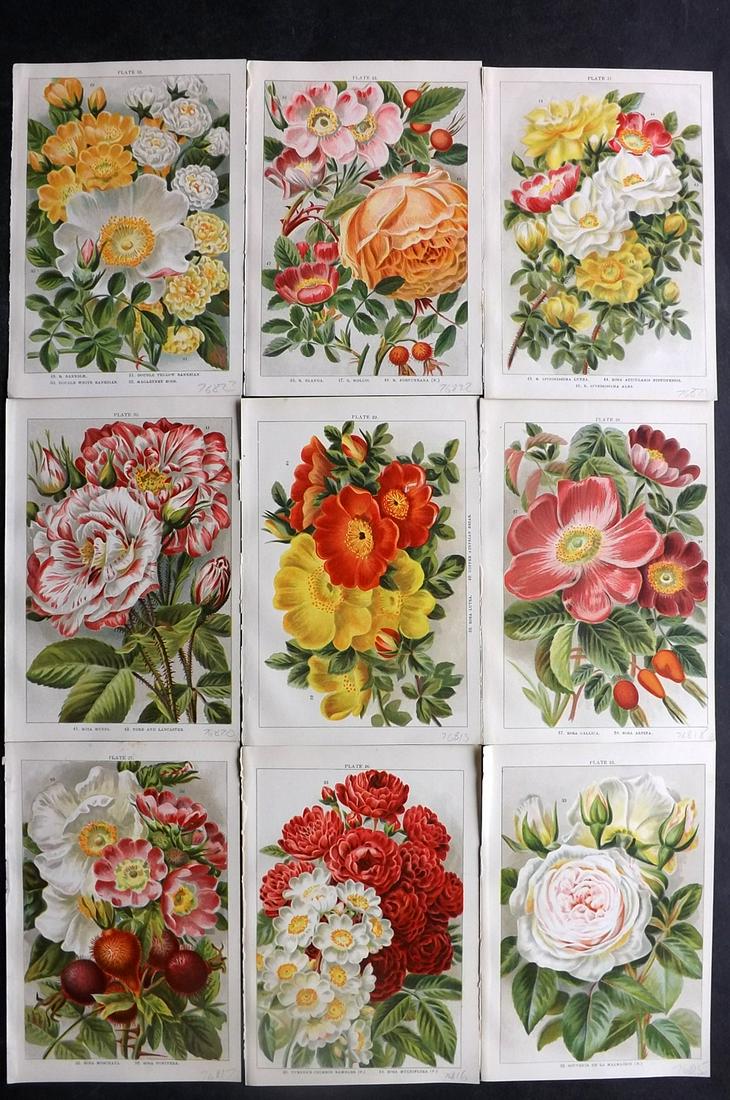 Weathers, John 1903 Lot of 9 Botanical Prints. Roses: Chromolithographs Published 1903, London for "Beautiful Roses" by John Weathers. Paper Size: 8 x 5.5 inch (20 x 14cm) Good Condition