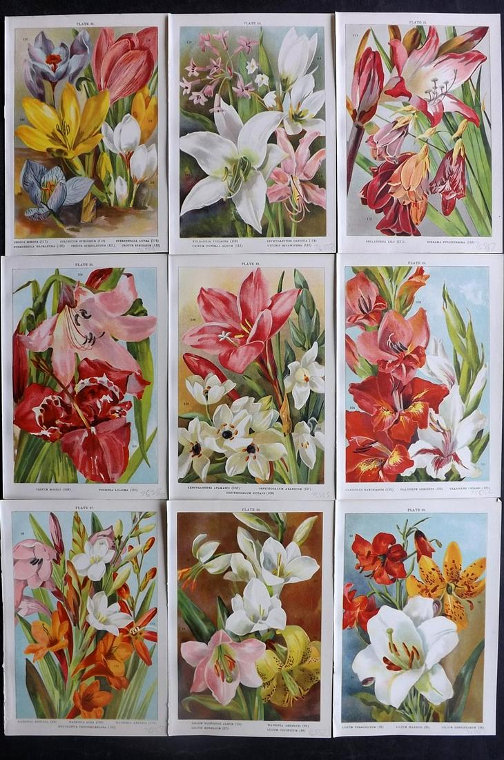 Weathers, John 1905 Lot of 9 Botanical Prints. Bulbous Plants (1 of 2)