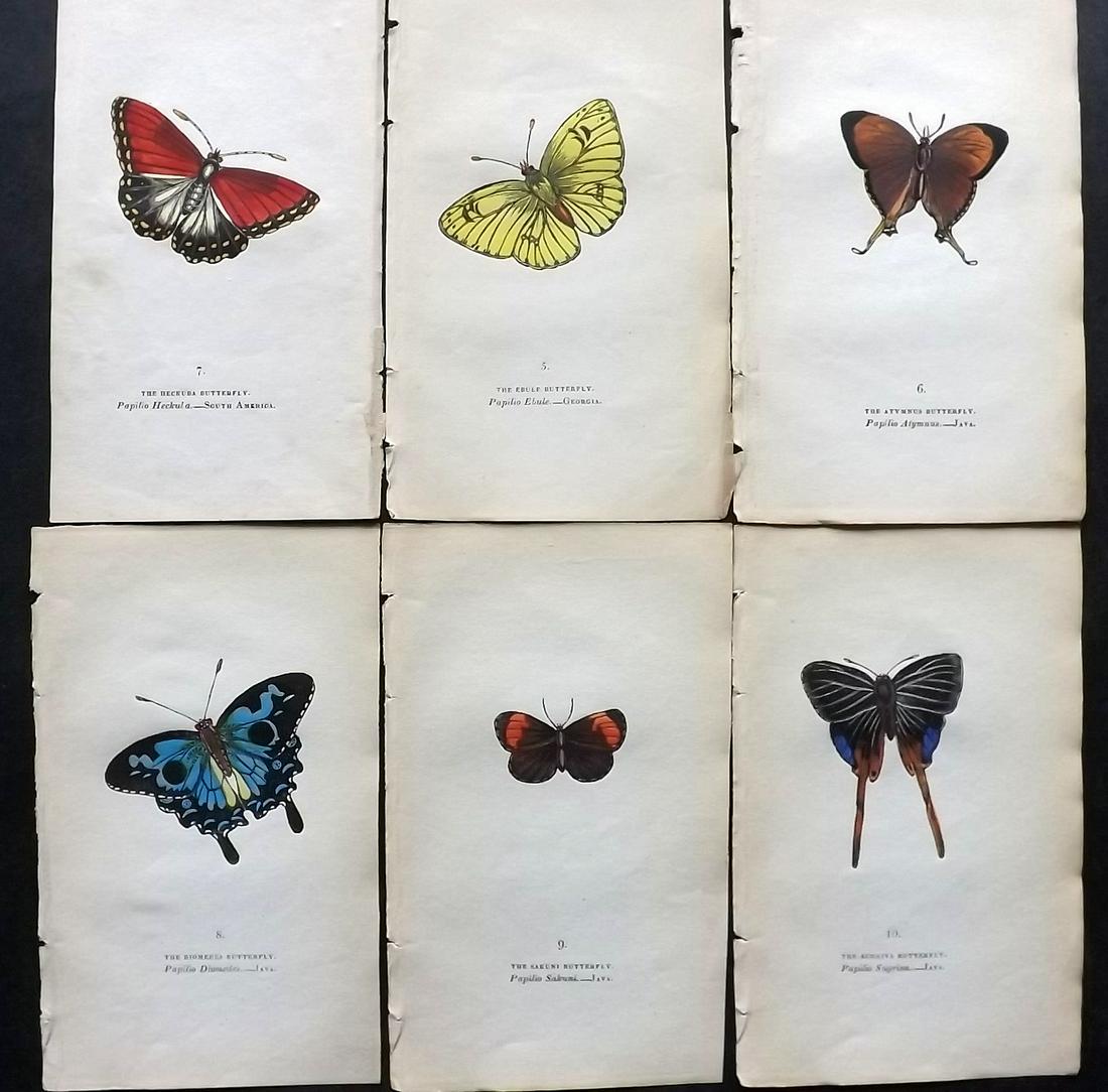 Brown, Captain 1834 Lot of 6 Hand Col Butterfly Prints: Hand Coloured Lithographs Published 1834, London for "The Book of Butterflies, Sphinges, and Moths" by Captain Thomas Brown. Part of Constable's Miscellany Series. Paper Size: 5.5 x 3.5 inch (14 x 9cm