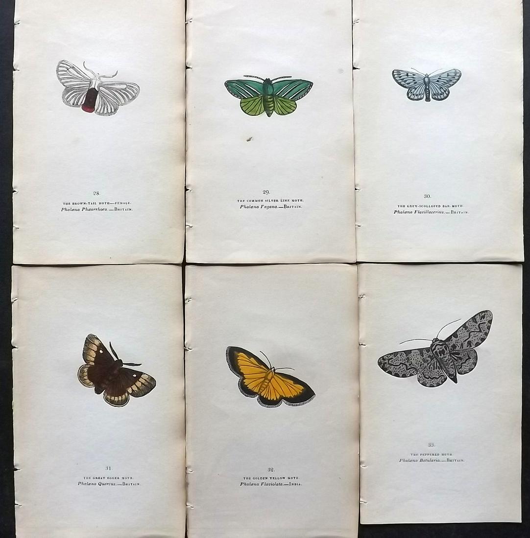 Brown, Captain 1834 Lot of 6 Hand Col Moth Prints: Hand Coloured Lithographs Published 1834, London for "The Book of Butterflies, Sphinges, and Moths" by Captain Thomas Brown. Part of Constable's Miscellany Series. Paper Size: 5.5 x 3.5 inch (14 x 9cm