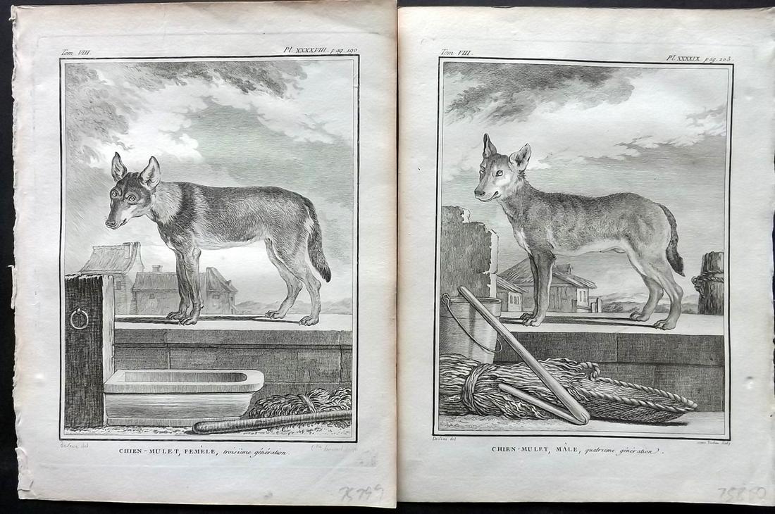 Buffon, Comte de 1789 Pair of 4 Dog Prints (1 of 2)