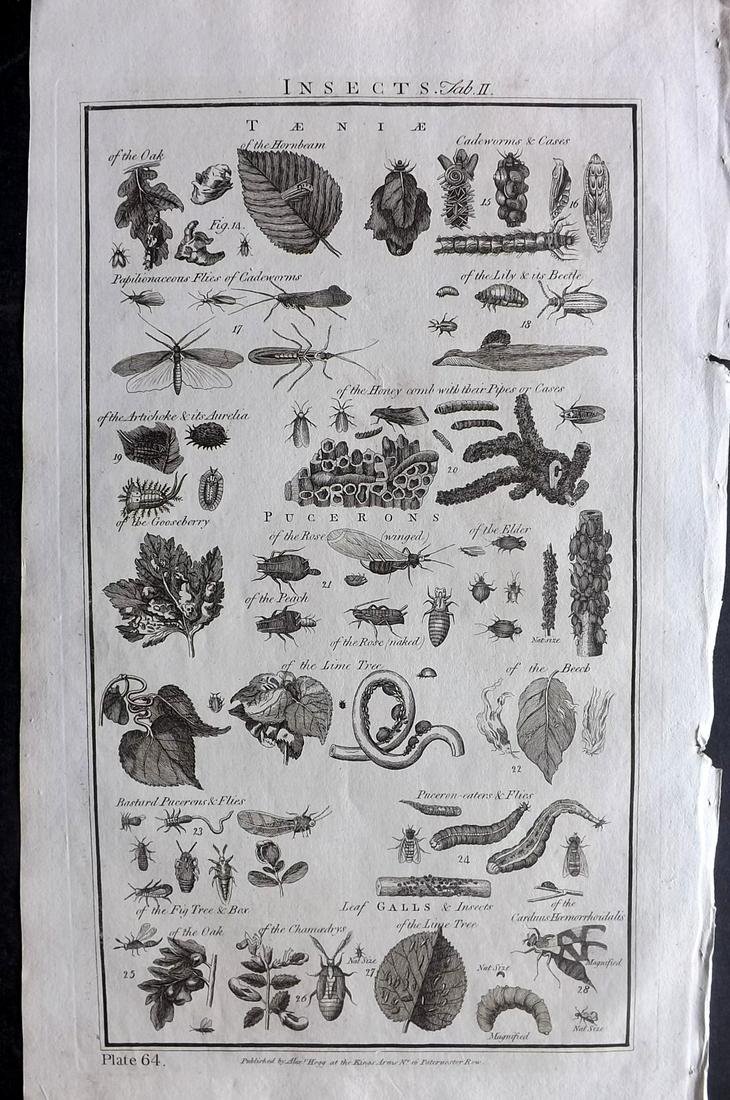 Howard, George C1790 Folio Print. Insects (1 of 2)