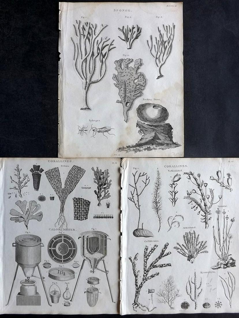 Kearsley (Pub) 1802 Lot of 3 Coral, Sponge Prints (1 of 2)