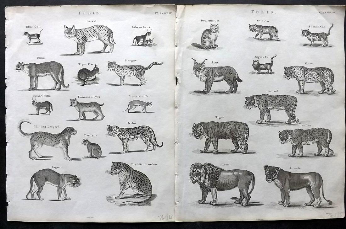 Kearsley (Pub) 1802 Pair of Prints. Lions, Tiger, Big Cats (1 of 2)