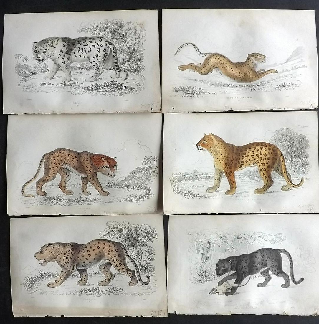Lauder & Kidd 1834 Lot of 6 Hand Col Prints. Big Cats (1 of 2)