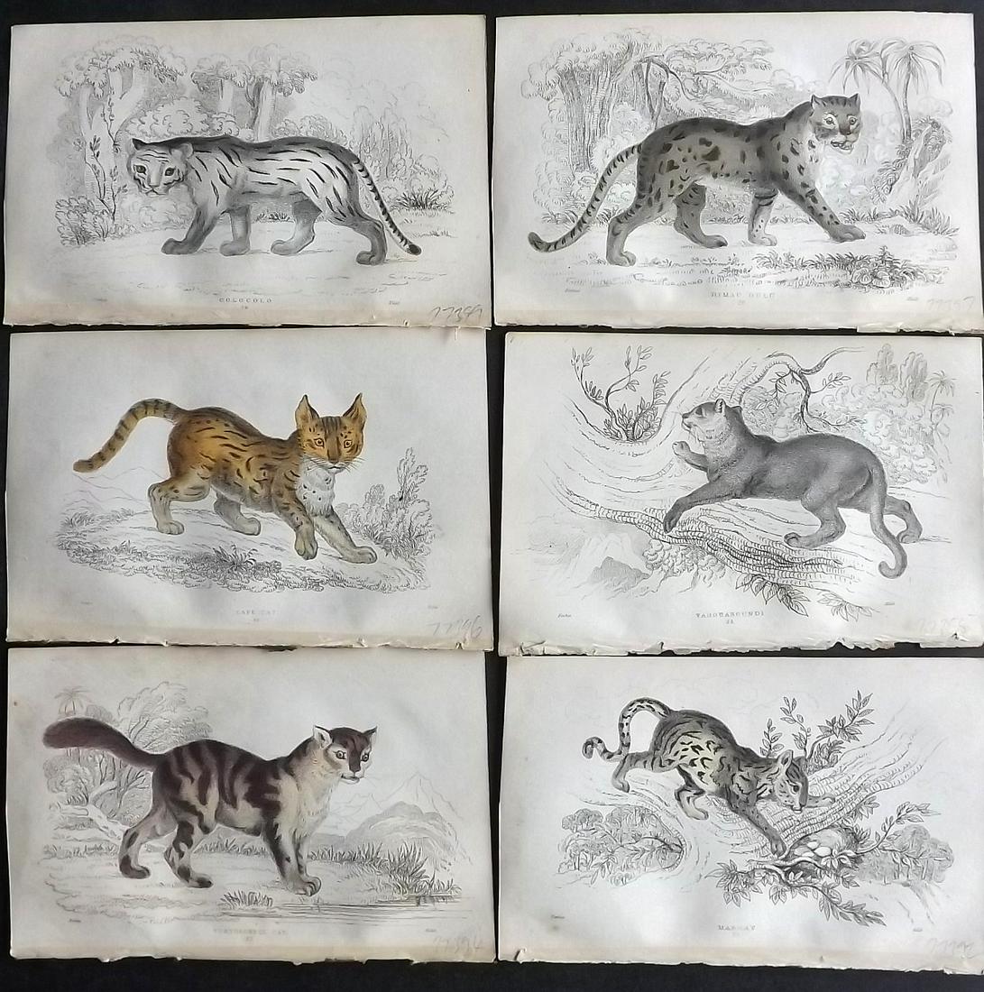 Lauder & Kidd 1834 Lot of 6 Hand Col Prints. Big Cats (1 of 2)
