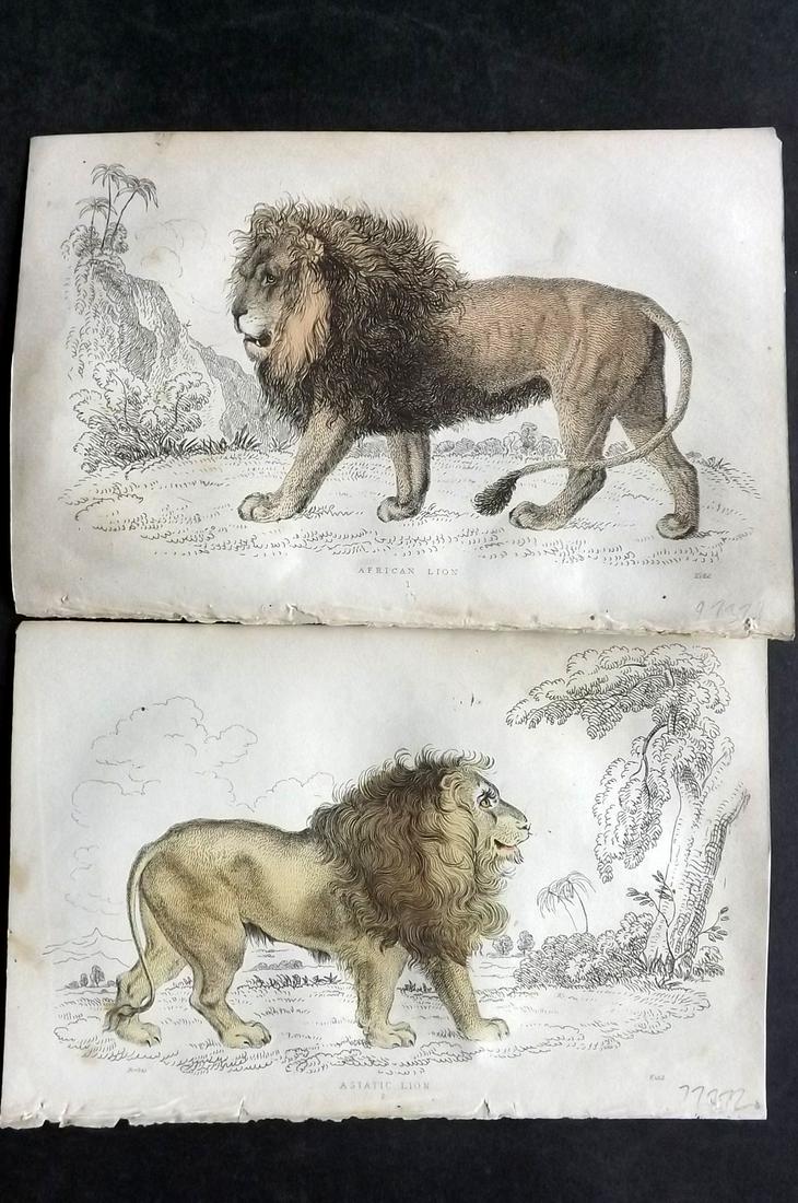 Lauder & Kidd 1834 Pair of Hand Col Prints. Lions (1 of 2)