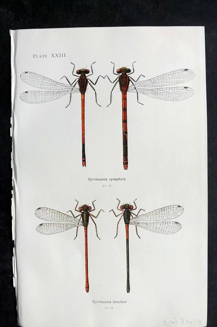 Lucas, William 1899 Antique Dragonfly Print (1 of 2)