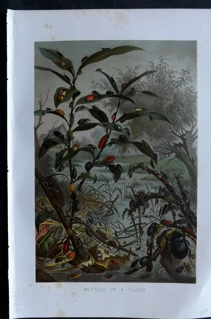 Lydekker, Richard 1896 Antique Print. Beetles in a Flood: Chromolithographs Published 1894-96, London for "The Royal Natural History" by Richard Lydekker. Illustrated by Smit, Keulemans, Wolf and others. Paper Size: 10 x 6.5 inch (25 x 16.5cm) Very minor mar