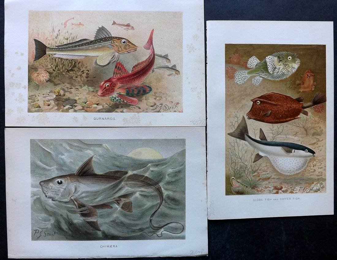 Lydekker, Richard 1896 Lot of 3 Antique Fish Prints: Chromolithographs Published 1894-96, London for "The Royal Natural History" by Richard Lydekker. Illustrated by Smit, Keulemans, Wolf and others. Paper Size: 10 x 6.5 inch (25 x 16.5cm) Minor margin t