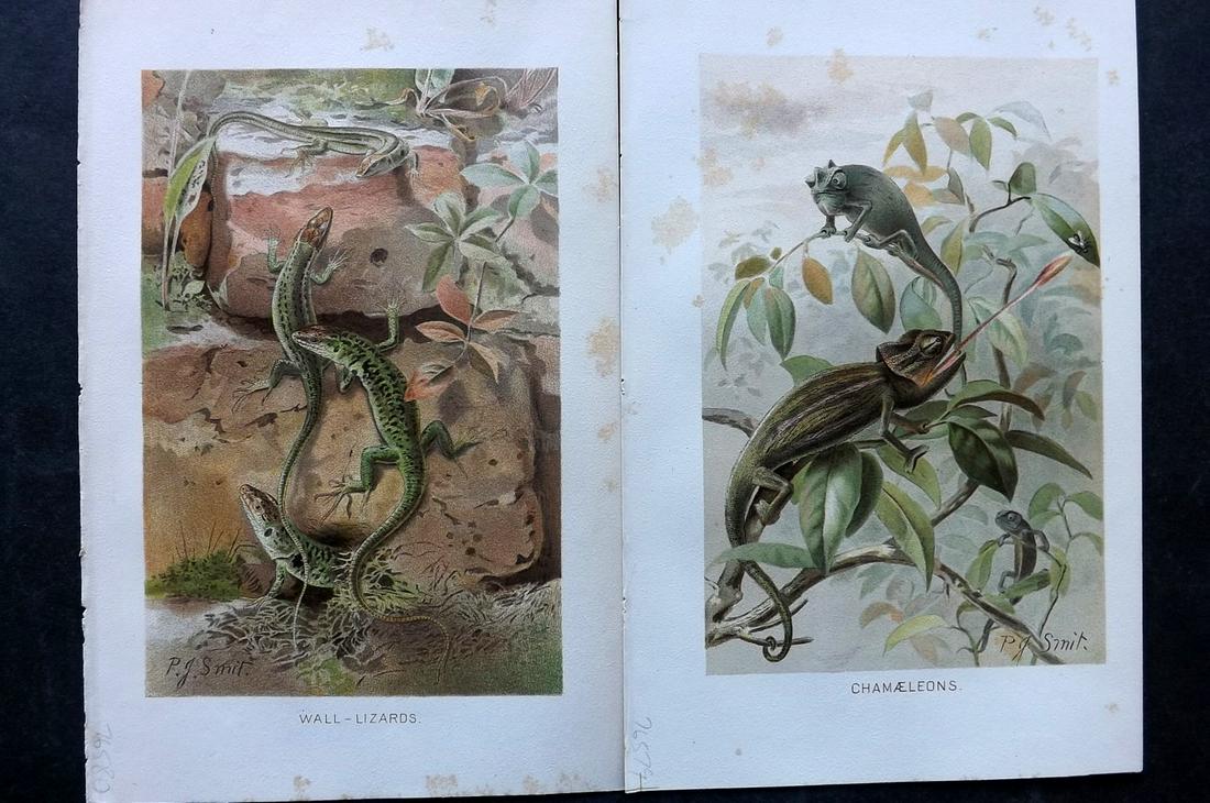 Lydekker, Richard 1896 Pair of Antique Lizard Prints: Chromolithographs Published 1894-96, London for "The Royal Natural History" by Richard Lydekker. Illustrated by Smit, Keulemans, Wolf and others. Paper Size: 10 x 6.5 inch (25 x 16.5cm) Minor margin t