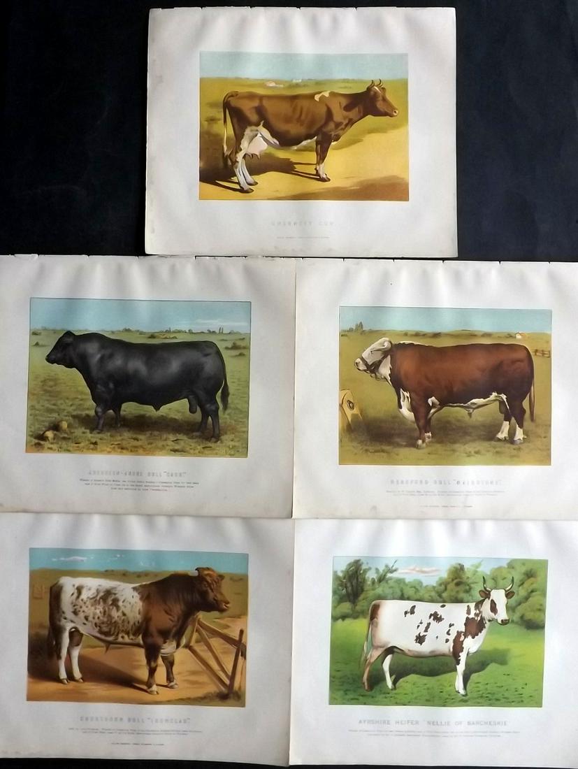 Miles, W. J. 1898 Lot of 5 Antique Cattle Prints: Chromolithographs Published 1898, London for "Modern Practical Farriery" by W. J. Miles. Paper Size: 12 x 9.75 inch (30 x 25cm) Very minor margin water staining in parts. Good Condition