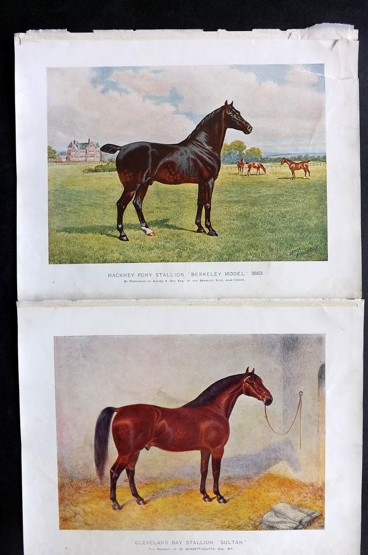Prince-Sheldon, J. 1902 Pair of Horse Prints (1 of 2)
