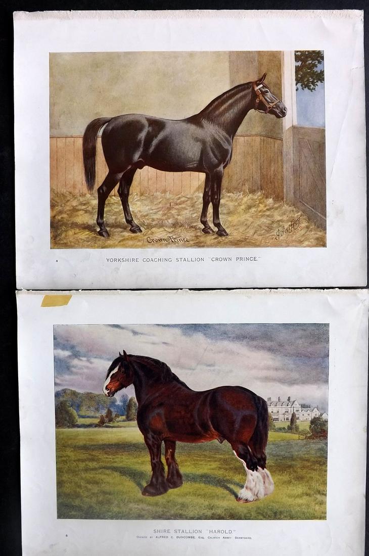 Prince-Sheldon, J. 1902 Pair of Horse Prints (1 of 2)