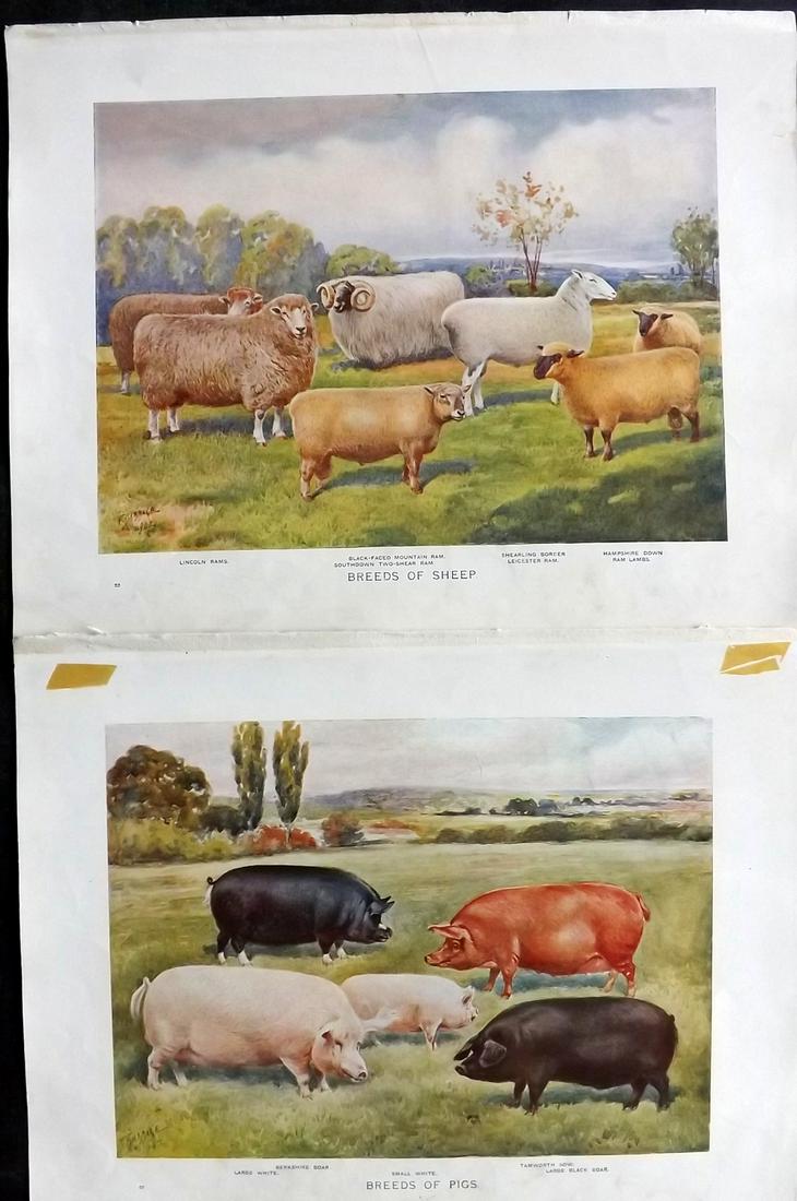 Prince-Sheldon, J. 1902 Pair of Prints. Goats & Pigs (1 of 2)