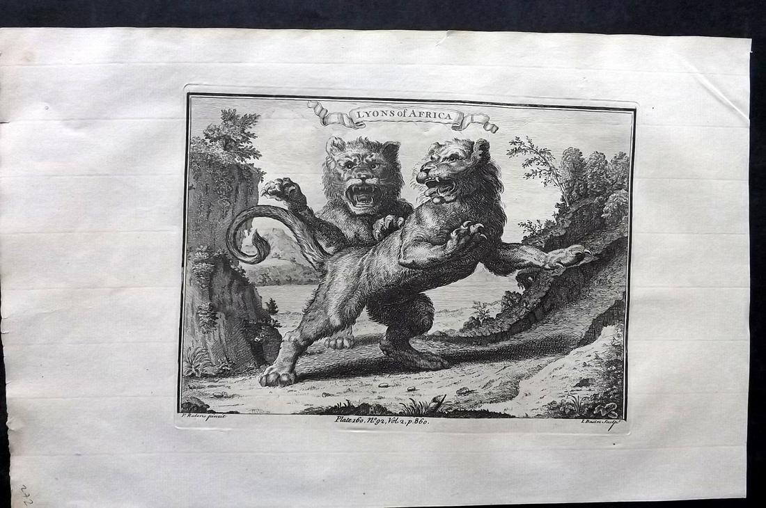 Salmon, Thomas 1753 Folio Print. Lions of Africa (1 of 2)