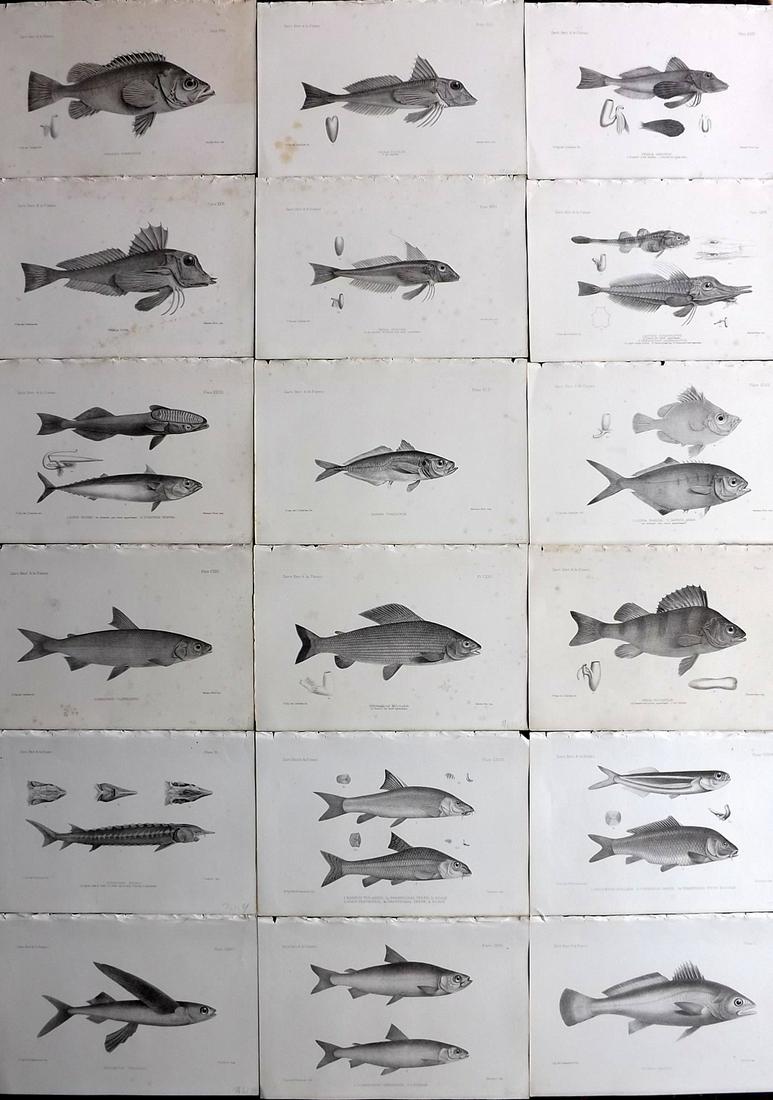 Day, Francis 1884 Lot of 19 Antique Fish Prints (1 of 7)